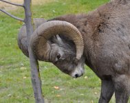 big horn 2.jpg