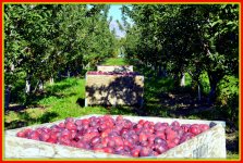harvest 2 s 019.JPG