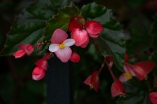DSC_0030.jpg