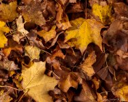DSC_1061.jpg