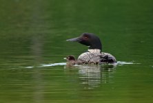 Loon mom and Baby.jpg