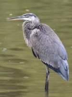 Heron.jpg