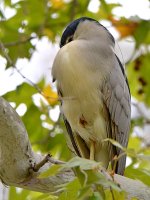 Heron4.jpg