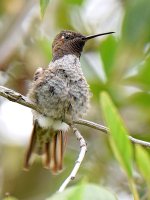 Hummer.jpg