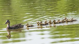 DucksInRow-3.jpg