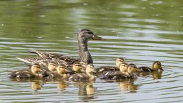 DucksInRow-1.jpg