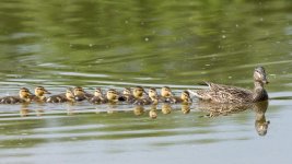DucksInRow-2.jpg