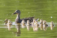 DucksInRow-4.jpg
