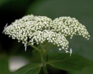 DSC_5188.jpg