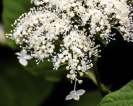 DSC_5197.jpg