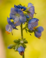 DSC_3605-macro105-0018.jpg