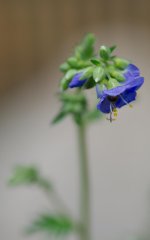 DSC_3320-macro105-0035.jpg