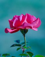 DSC_3733-macro105-0002.jpg