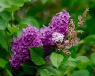 DSC_3418-macro105-0023.jpg
