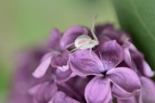 DSC_3424-macro105-0022.jpg