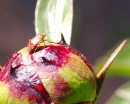 DSC_3634-macro105-0013.jpg