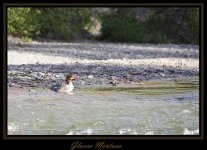 DSC_0159- Duck Web.jpg