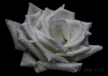 DAH_0528.jpg