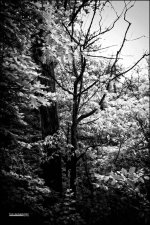 6-9-15 Berea Falls IR   3bw.jpg