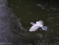 Patrolling the Waikato-.jpg