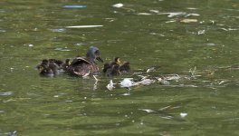 DSC_3095.jpg