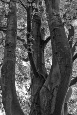 Beech.jpg