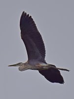 BlueHeron2.jpg