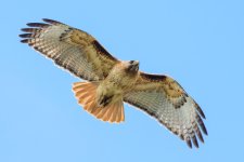 HawkFlight-33.jpg