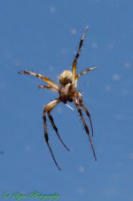 20150610-DSC_8966.jpg
