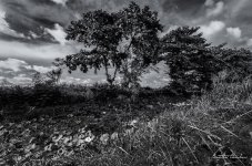 landscape-ype-banbung-1.jpg