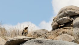 10th June 2015 038.JPG