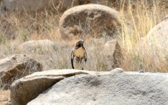 10th June 2015 042.JPG