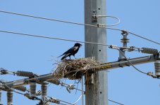 10th June 2015 045.JPG