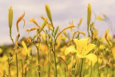 09 June 2015 - The Color Yellow.jpg