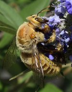 159617d1432687273t-post-your-insect-shots-big-bee-x10.jpg