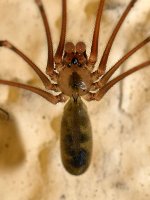 Spider.jpg