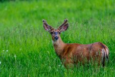 Mule Deer Buck in velvet.jpg