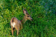 Mule Deer Doe evening light.jpg