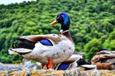 Mallard.jpg