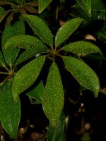 Leaves.jpg