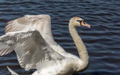 DSC_3187.jpg