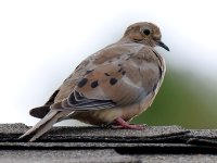 Dove2.jpg