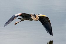 FlyHeronFly-1.jpg