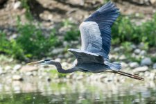 FlyHeronFly-3.jpg