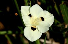 11th June 2015 006.JPG