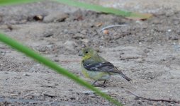 11th June 2015 026.JPG