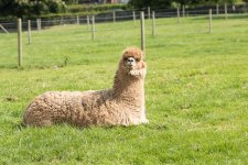 alpacas.jpg