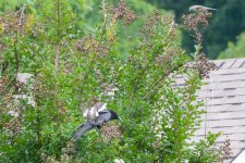 Crow-1497 (1000x667).jpg