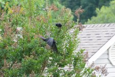 Crow-1508 (1000x667).jpg