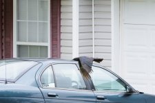 Crow-1513 (1000x667).jpg